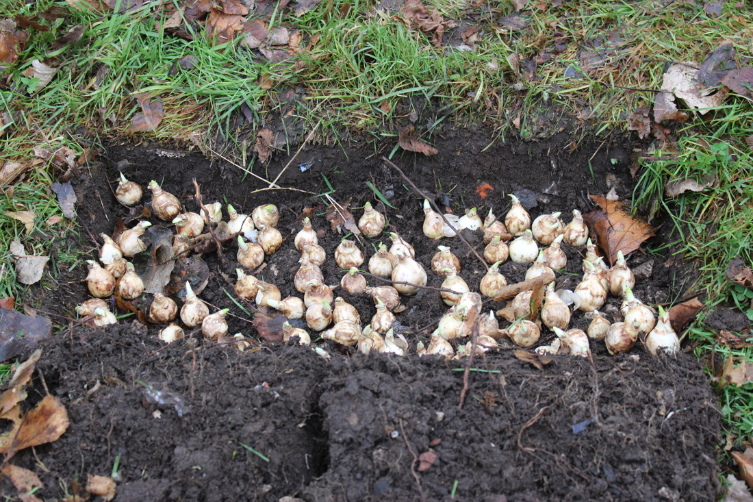 550 Daffodils Planted