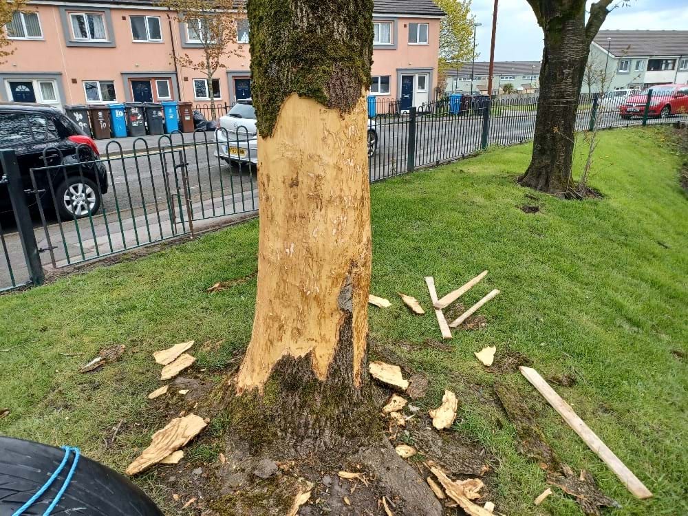 Last Year Very Large Mature Acer That Had The Bark Stripped Off 20230426 134931 Resized 1