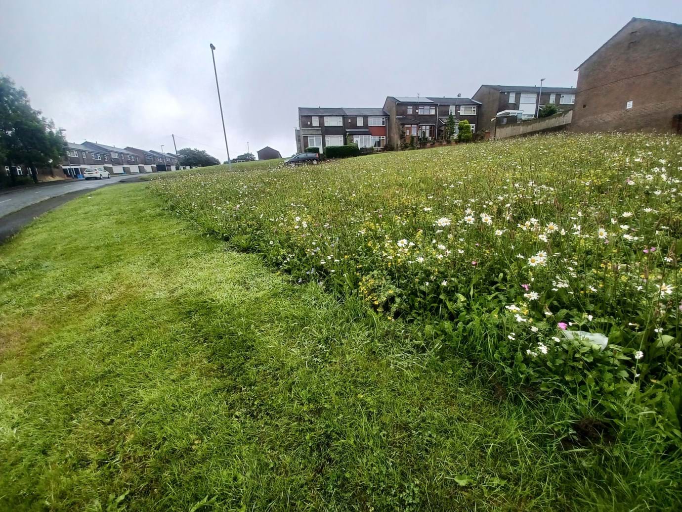 Wildflowers bloom across your neighbourhoods - as shown here in top Sholver