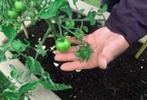 Tomatoes