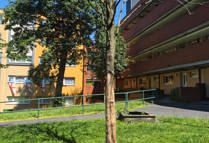 FCHO Tree Damage Barker Street 1