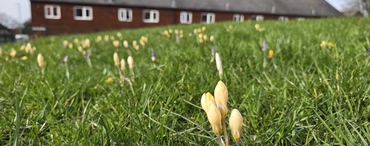 Background Image - From snowdrops to daffodils - our 16,650-bulb boost for biodiversity