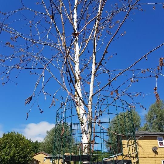 Our Neighbourhood Care team has been saddened to find that mindless vandals have killed off a young tree in the St Mary’s neighbourhood, just three months after it was planted there.