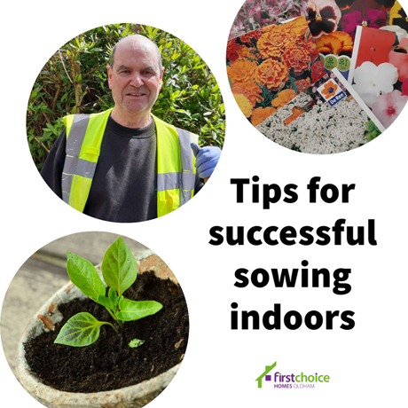 tips for successful sowing indoors