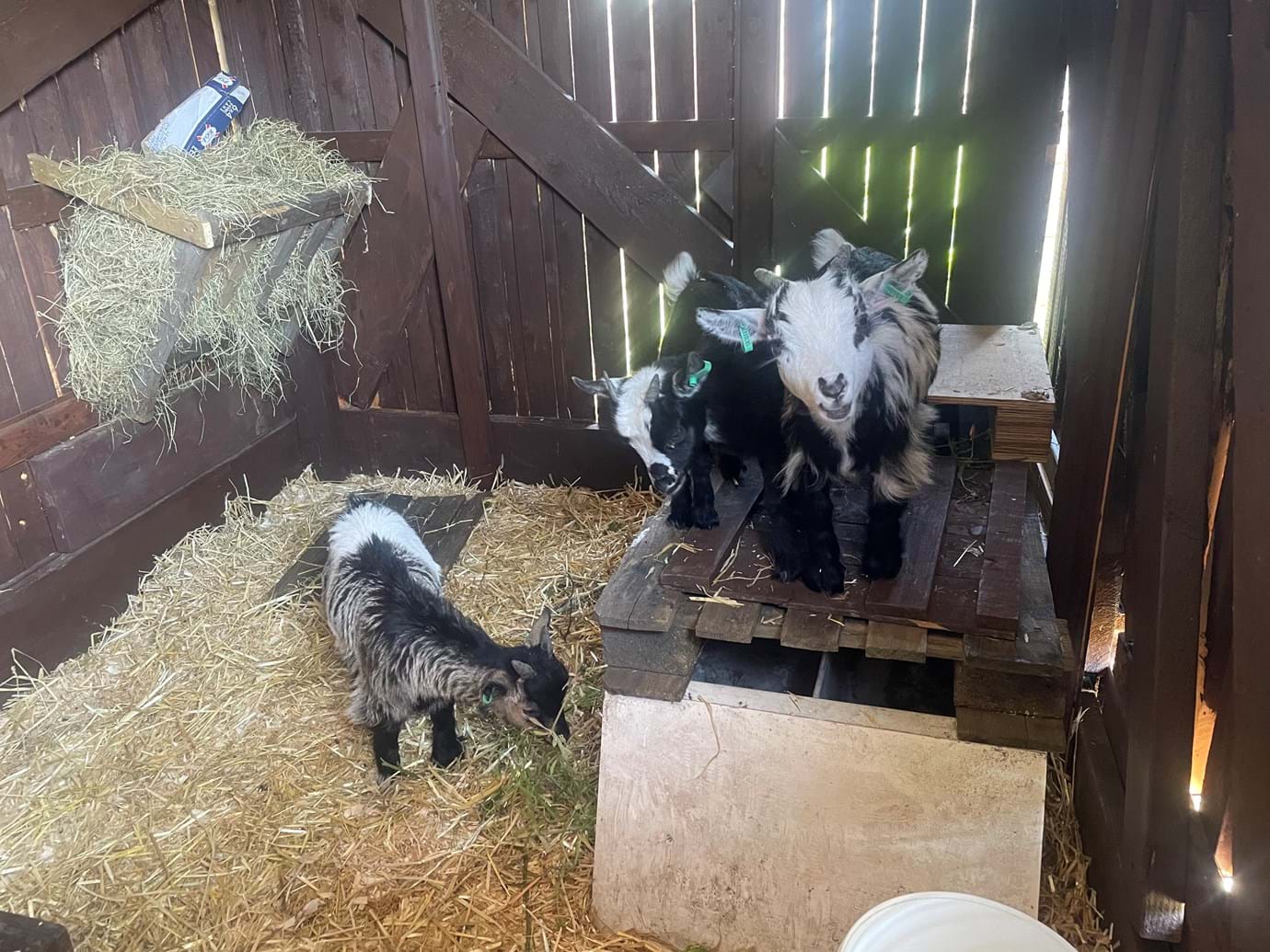 Pygmy Goats At GROWE Project 2