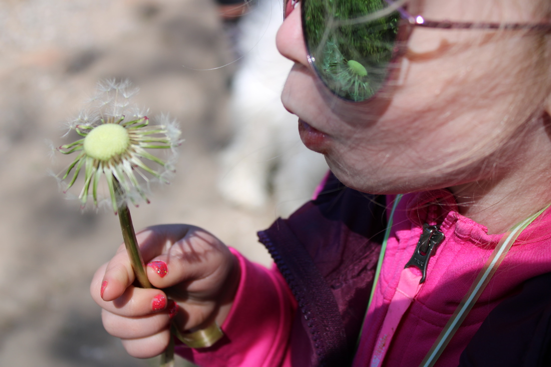 Child Blowing A Dandelion