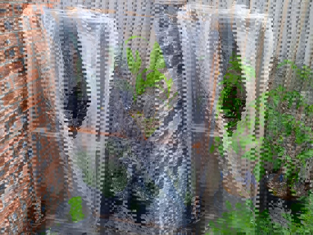 Sustainable Garden Runner Up