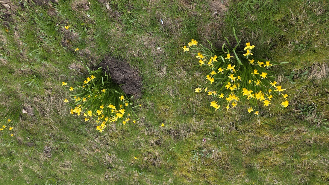 Daffodils Blooming Along Richmond Walk