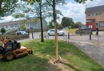 Acer Tree Damaged Earlier This Month In FCHO Neighbourhood