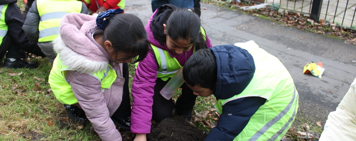 Background Image - Bulbs bloom at Richmond Academy to create nature friendly zone