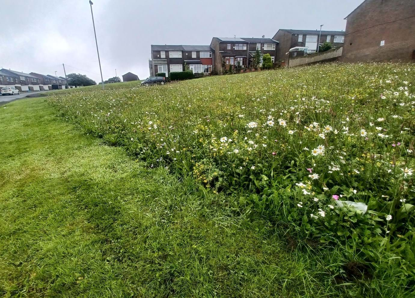 Natural Meadow