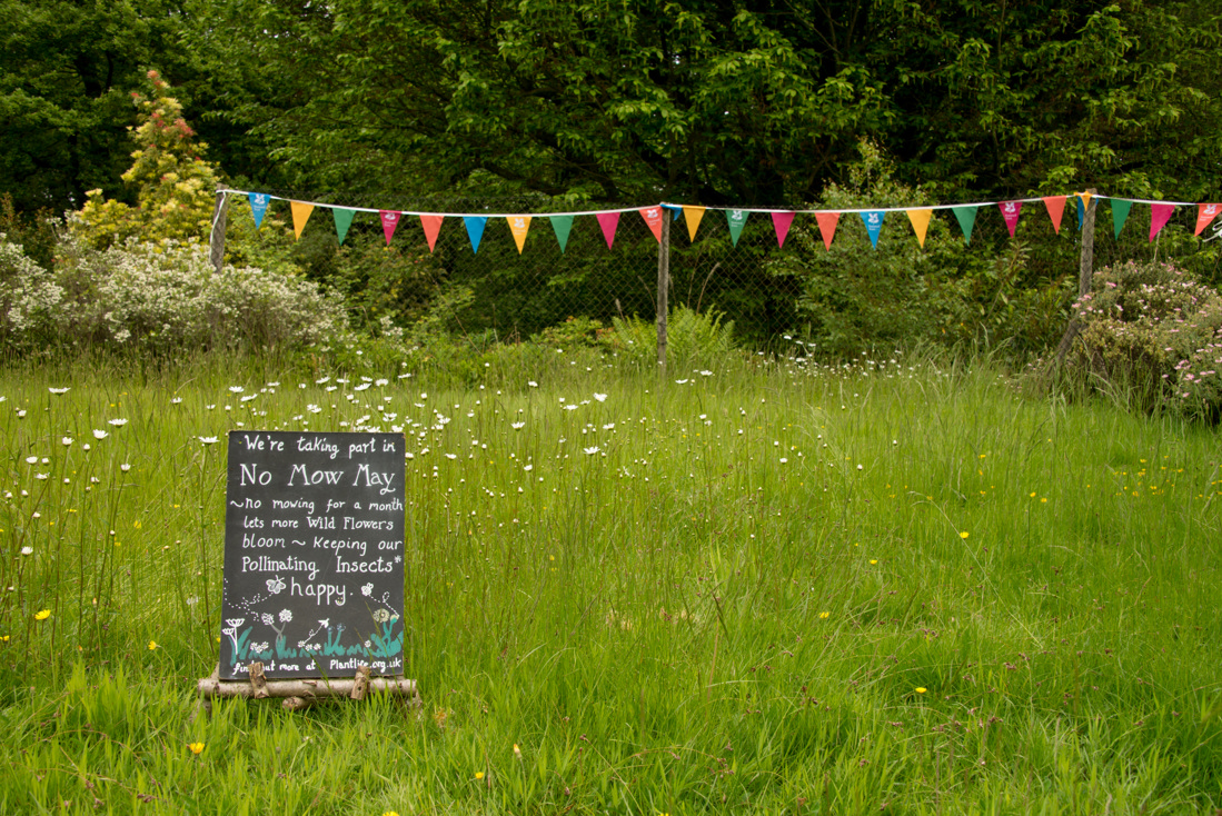 No Mow May National Trust Images Susan Guy