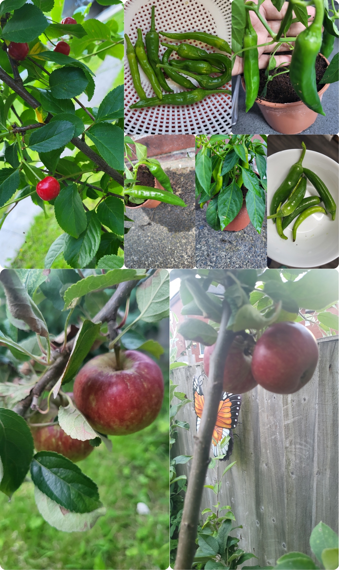 Edible Garden Winner