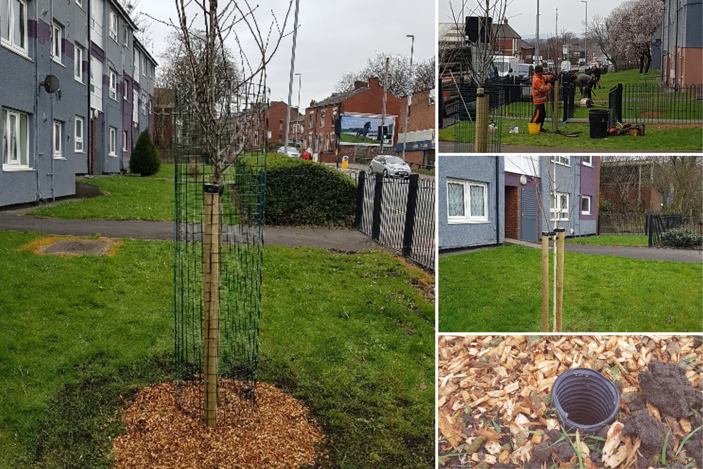 we're planting 40 new trees across neighbourhoods