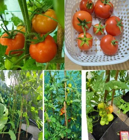 Saiqar Zulfiqar Garden Harvest BN 2023