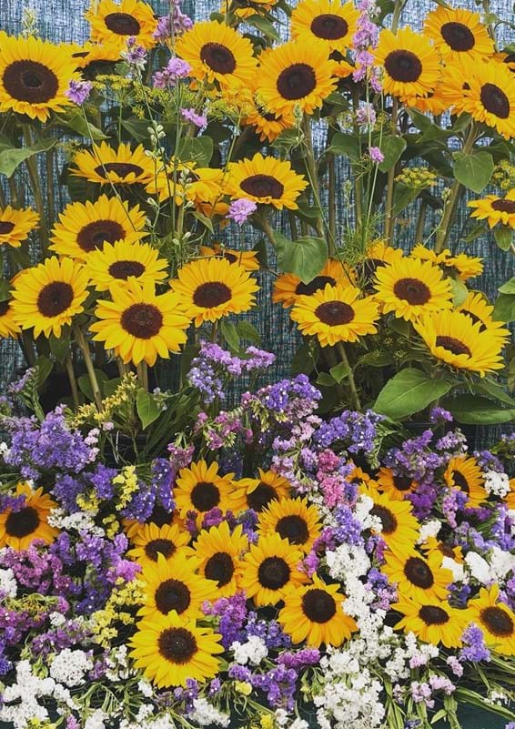Sunflowers And Purple