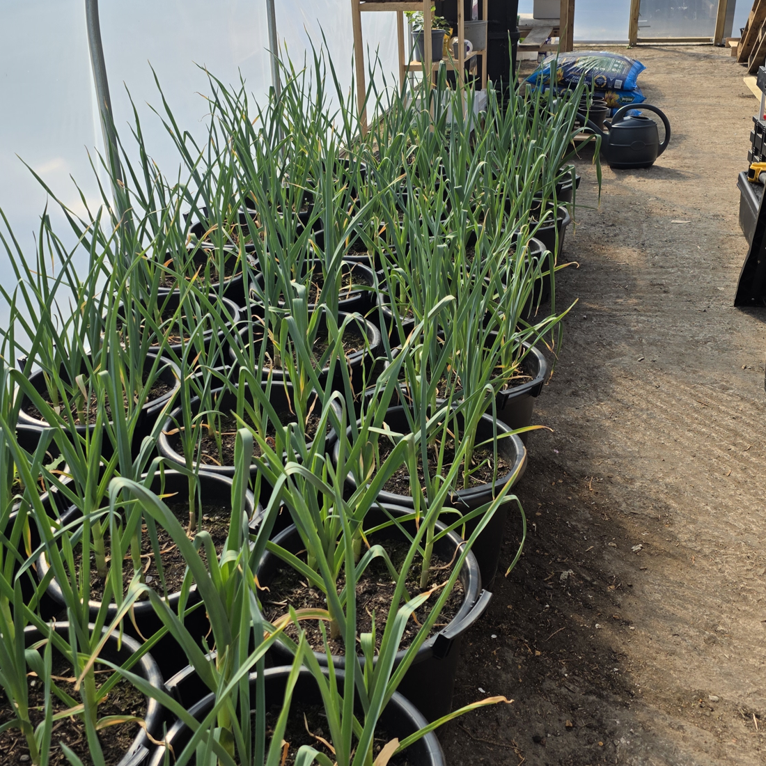 Polytunnel2 Cropped