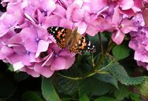 Butterfly On A Flower