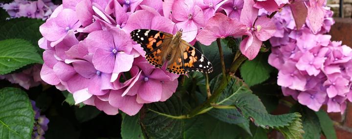 Background Image - Blitzing for biodiversity