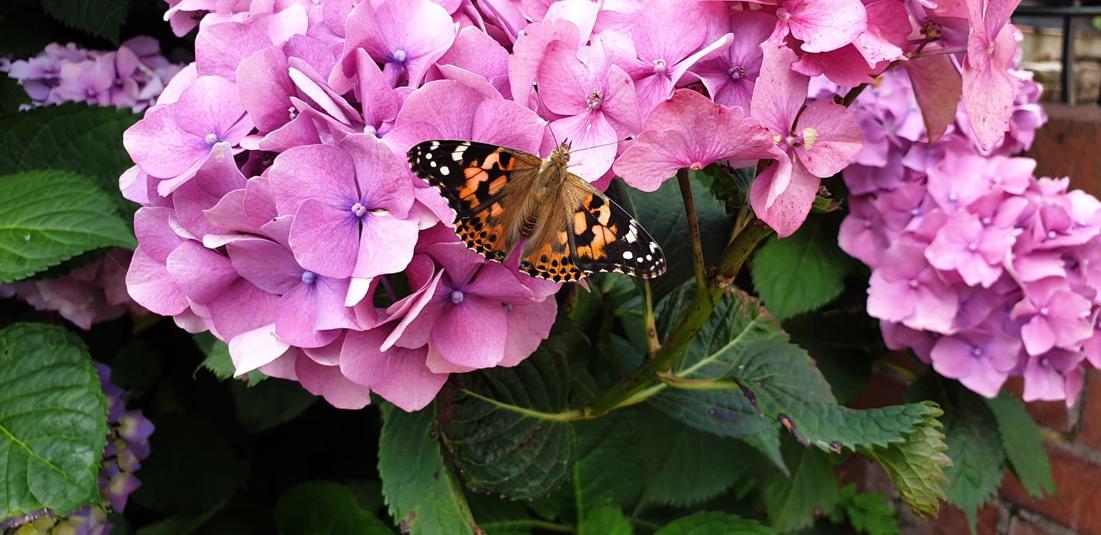 Butterfly On A Flower