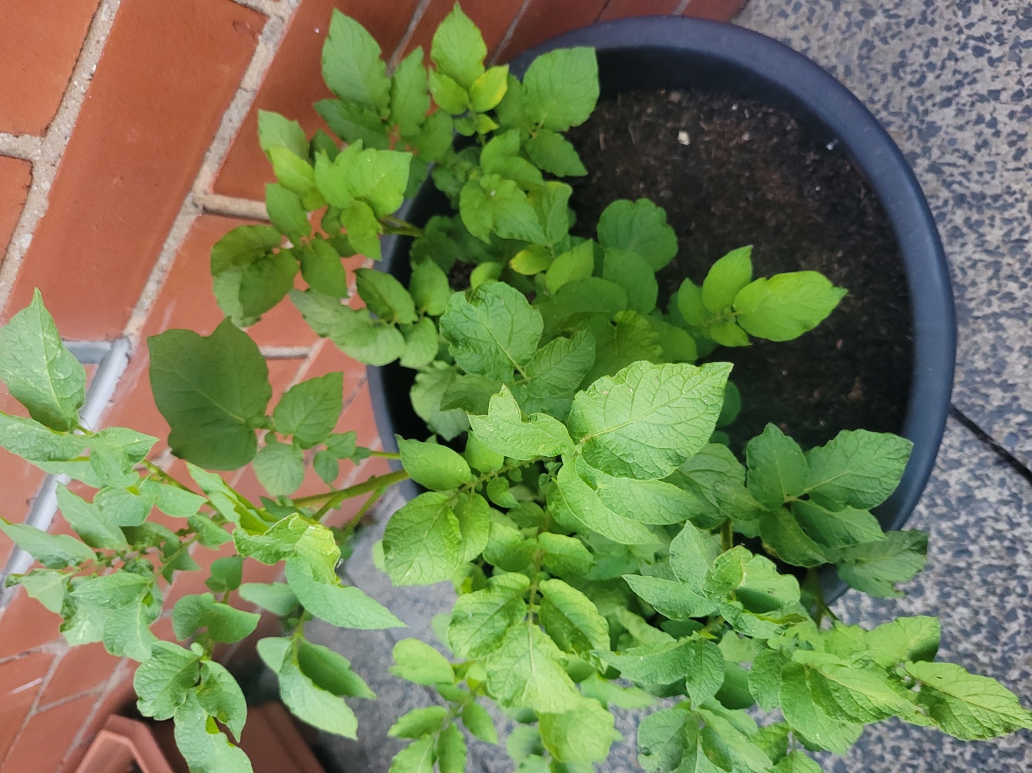 Edible Garden Runner Up