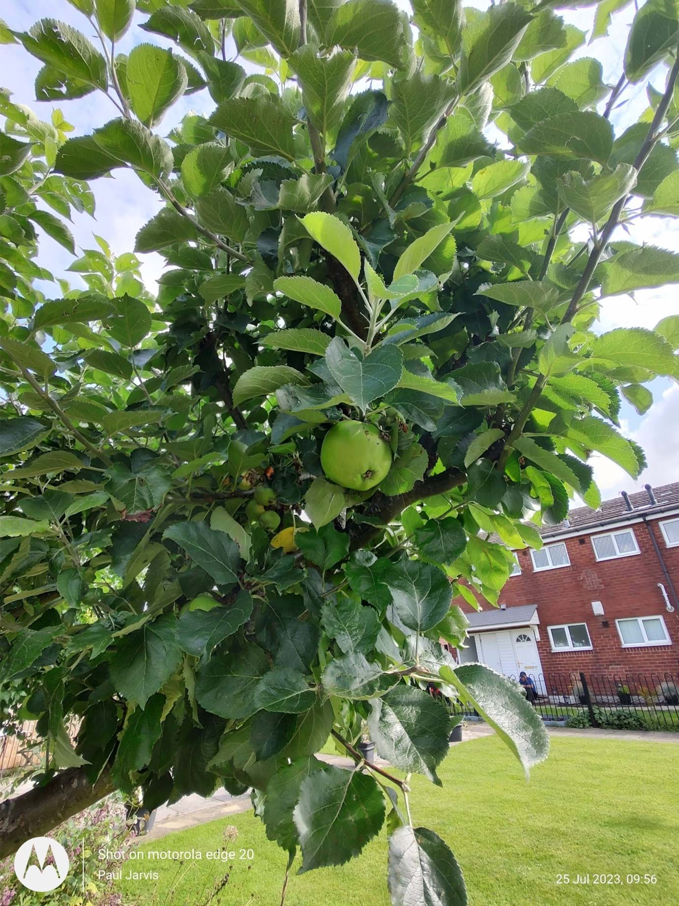 Paul Jarvis Garden Harvest BN 2023