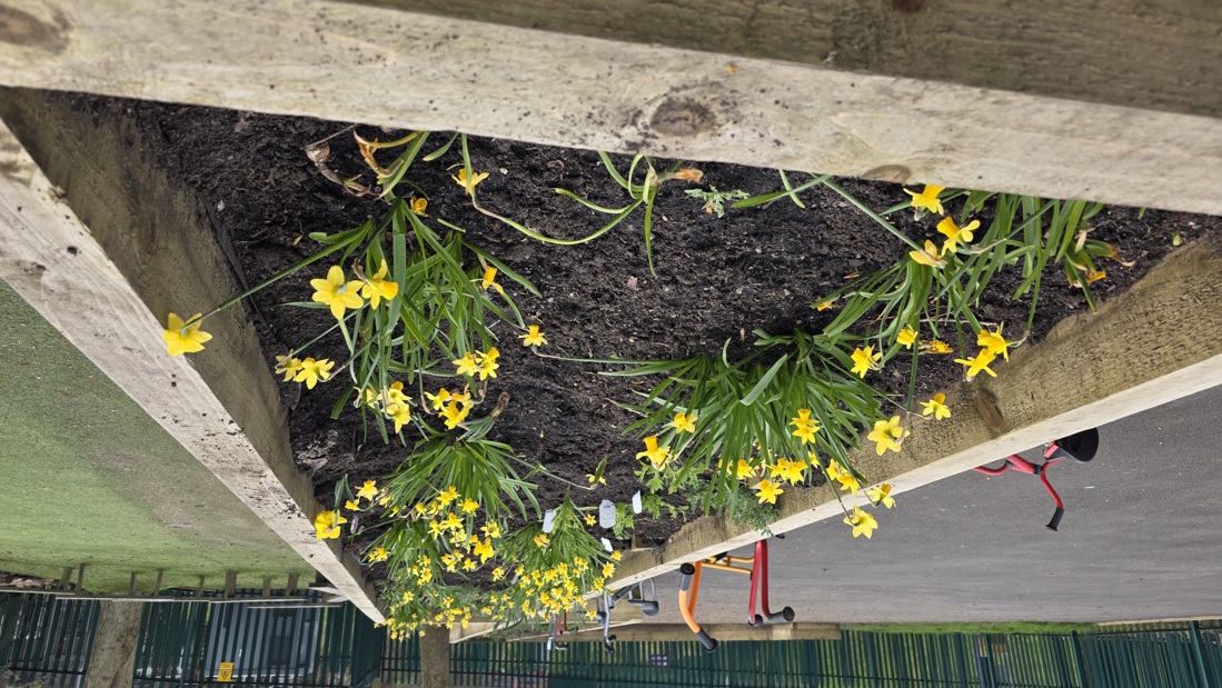 Bulbs From Oct 2025 Planted By The Children